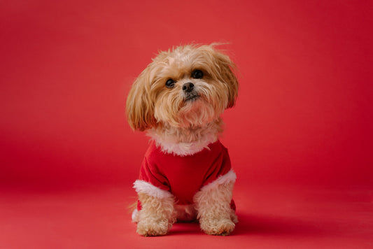 The Ultimate Guide to Choosing the Best Products for Your Pet - furevermama