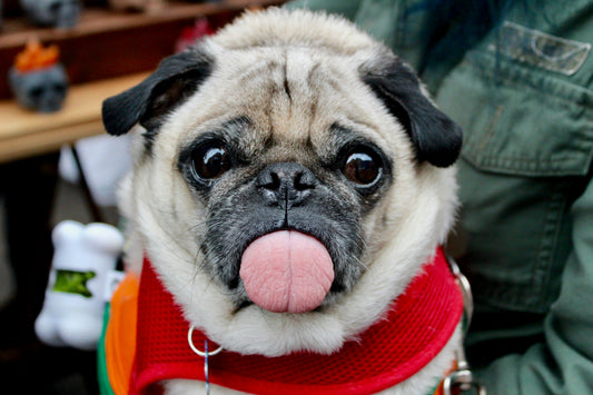 How to Keep Your Pet Entertained: 15 Fun and Simple Activities - furevermama