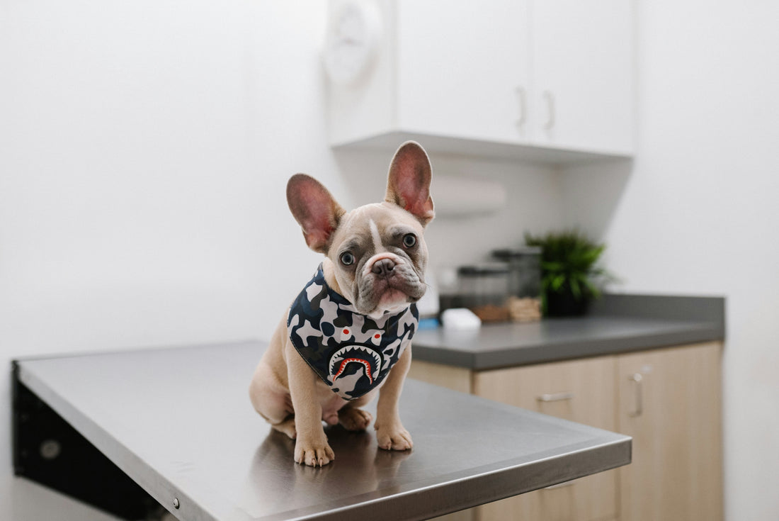 10 Essential Tips for First-Time Pet Owners: A Complete Guide to Starting Your Pet Journey - furevermama