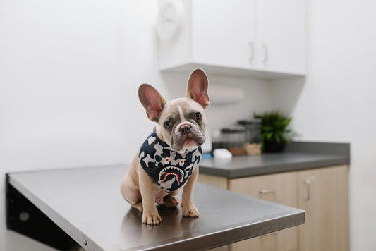 10 Essential Tips for First-Time Pet Owners: A Complete Guide to Starting Your Pet Journey - furevermama